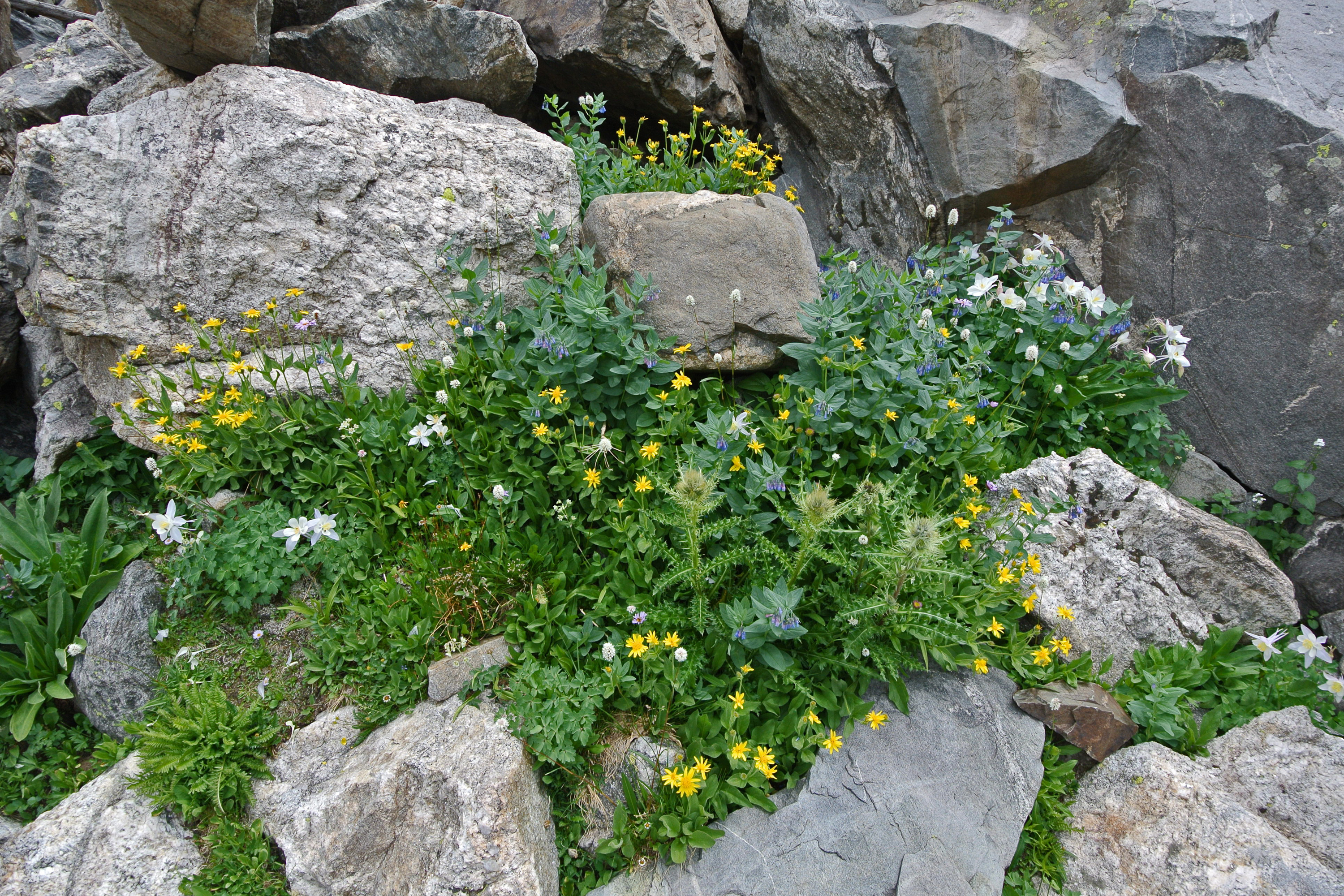 2020 Services Banner Alpine Wildflowers